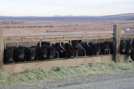 Eastern Oregon Briggs Ranch - image 15
