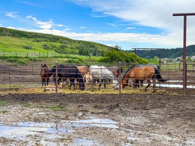 Country Home for Sale on Small Acreage in Lewistown, Montana - image 41