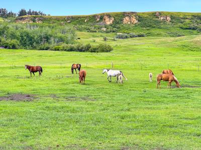 Country Home for Sale on Small Acreage in Lewistown, Montana - image 42