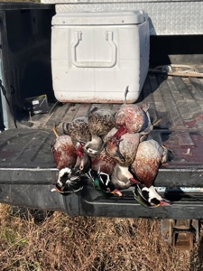 Beaufort County, NC Ultimate Hunting Estate: Ducks & Bucks - image 18