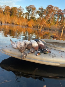 Beaufort County, NC Ultimate Hunting Estate: Ducks & Bucks - image 21