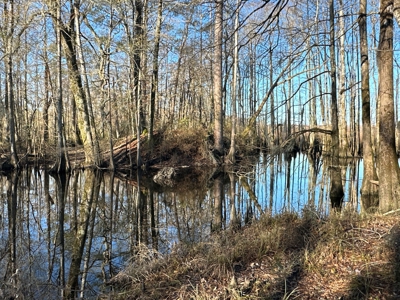 Beaufort County, NC Ultimate Hunting Estate: Ducks & Bucks - image 36