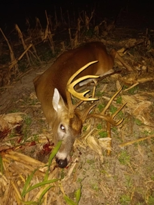 Beaufort County, NC Ultimate Hunting Estate: Ducks & Bucks - image 11