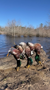 Beaufort County, NC Ultimate Hunting Estate: Ducks & Bucks - image 22