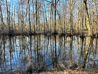 Beaufort County, NC Ultimate Hunting Estate: Ducks & Bucks - image 37