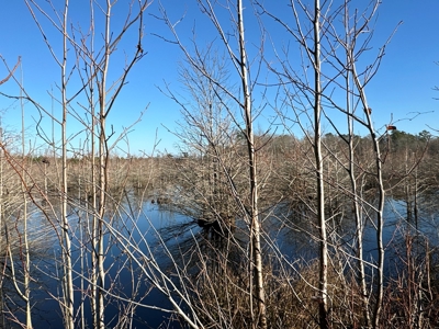 Beaufort County, NC Ultimate Hunting Estate: Ducks & Bucks - image 31