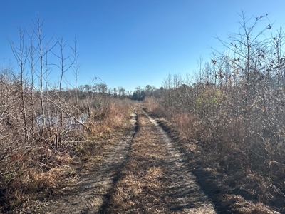 Beaufort County, NC Ultimate Hunting Estate: Ducks & Bucks - image 32
