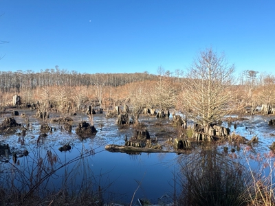 Beaufort County, NC Ultimate Hunting Estate: Ducks & Bucks - image 27