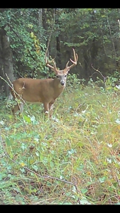 Beaufort County, NC Ultimate Hunting Estate: Ducks & Bucks - image 19