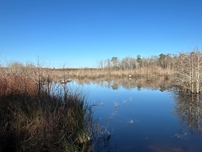 Beaufort County, NC Ultimate Hunting Estate: Ducks & Bucks - image 34