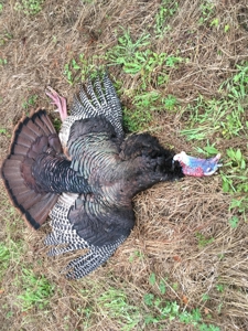 Beaufort County, NC Ultimate Hunting Estate: Ducks & Bucks - image 16