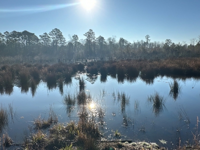 Beaufort County, NC Ultimate Hunting Estate: Ducks & Bucks - image 28