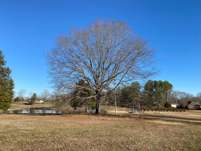 Lot For Sale On Shiloh Golf Course In Adamsville, Tn - image 5