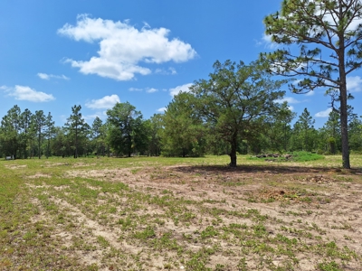Country Living 2 Acres In Williston Highlands Levy County Fl - image 12