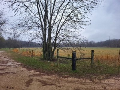 Homestead Property w/ Row Crop, Pasture, Woods ,& pond - image 6