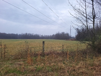 Homestead Property w/ Row Crop, Pasture, Woods ,& pond - image 8