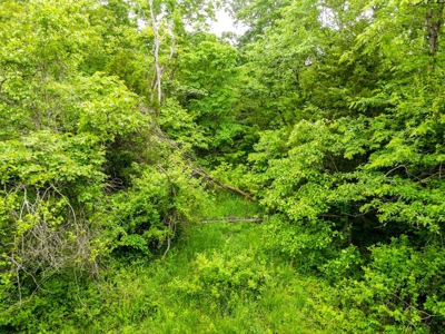 1,207 Acre Hunting Property in Alton, Missouri - image 47