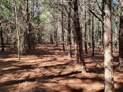 6.5 Acres Between Newberry & High Springs On Us Hwy 41 - image 5