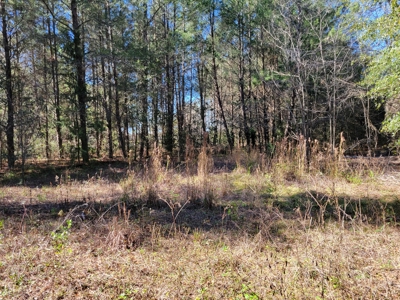 6.5 Acres Between Newberry & High Springs On Us Hwy 41 - image 10