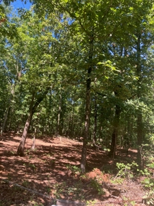 Ozarks Recreational/Hunting Acreage In Sharp County - image 10