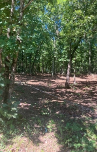 Ozarks Recreational/Hunting Acreage In Sharp County - image 8