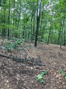 Ozarks Recreational/Hunting Acreage In Sharp County - image 11