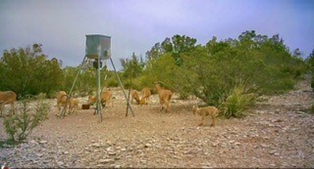 Big Valley Ranch: 400 Acres of Prime Hunting - image 7