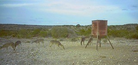 Big Valley Ranch: 400 Acres of Prime Hunting - image 12