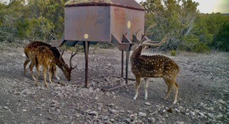 Big Valley Ranch: 400 Acres of Prime Hunting - image 2
