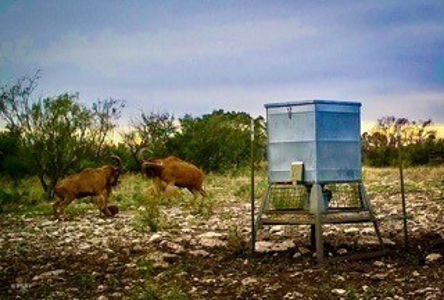 Big Valley Ranch: 400 Acres of Prime Hunting - image 10