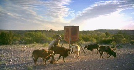 Big Valley Ranch: 400 Acres of Prime Hunting - image 4
