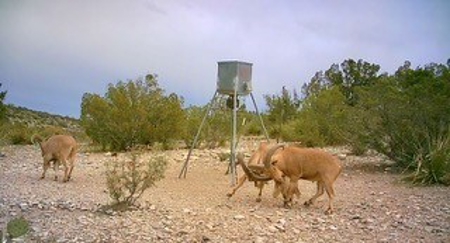 Big Valley Ranch: 400 Acres of Prime Hunting - image 3