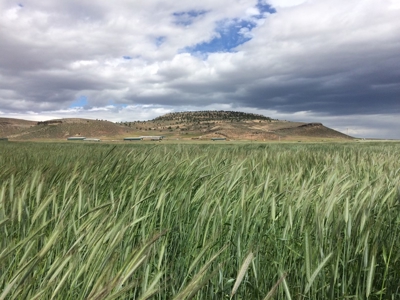 Eastern Oregon Puckett Ranch - image 23