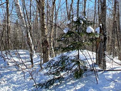 Maine Timberland Lot for Sale - image 22