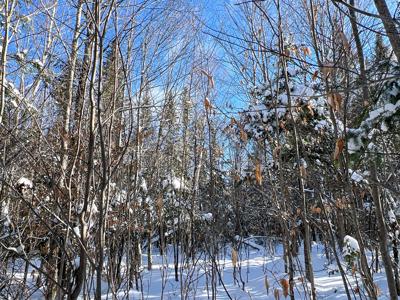 Maine Timberland Lot for Sale - image 4