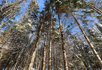 Maine Timberland Lot for Sale - image 11