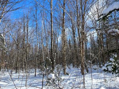 Maine Timberland Lot for Sale - image 9