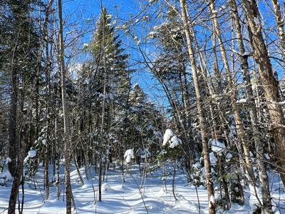 Maine Timberland Lot for Sale - image 16