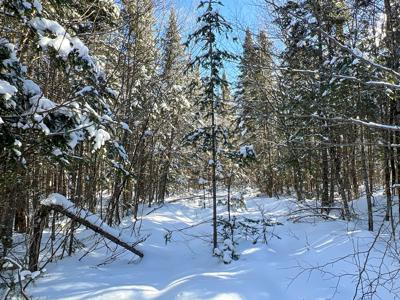 Maine Timberland Lot for Sale - image 17