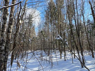 Maine Timberland Lot for Sale - image 7