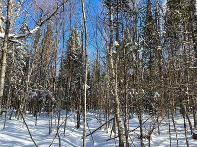 Maine Timberland Lot for Sale - image 5