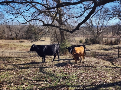 Walker Mountain Country Home on 40 Acres - image 8