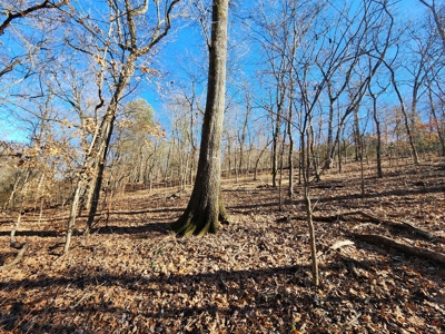 Walker Mountain Country Home on 40 Acres - image 14