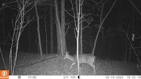 Ten Acres of Wooded Land - image 12