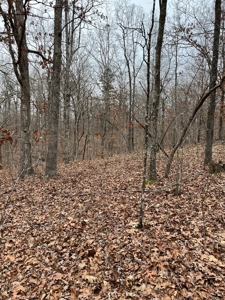 Ten Acres of Wooded Land - image 3