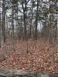 Ten Acres of Wooded Land - image 7