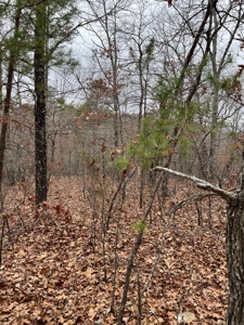Ten Acres of Wooded Land - image 6