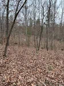Ten Acres of Wooded Land - image 2