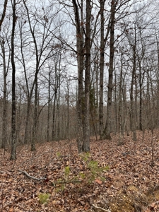 Ten Acres of Wooded Land - image 11