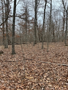 Ten Acres of Wooded Land - image 4